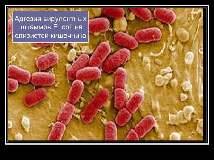 Адгезия вирулентных штаммов E. coli на слизистой кишечника 