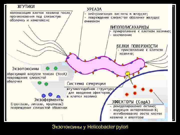 Экзотоксины у Helicobacter pylori 