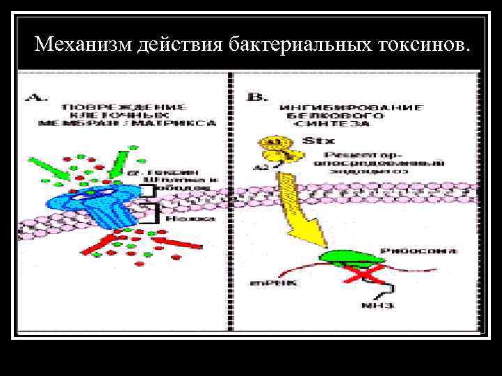 Механизм действия бактериальных токсинов. 