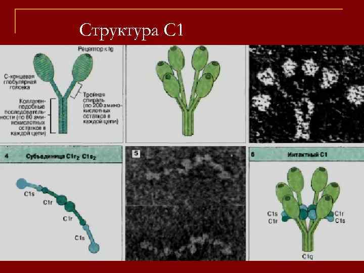 Структура С 1 