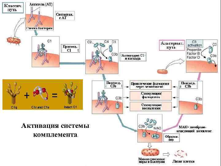 Активация системы комплемента 