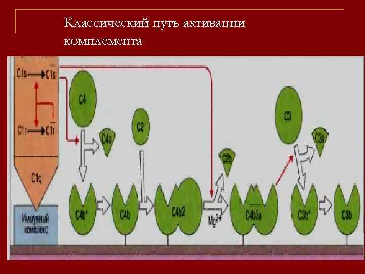 Классический путь активации комплемента 