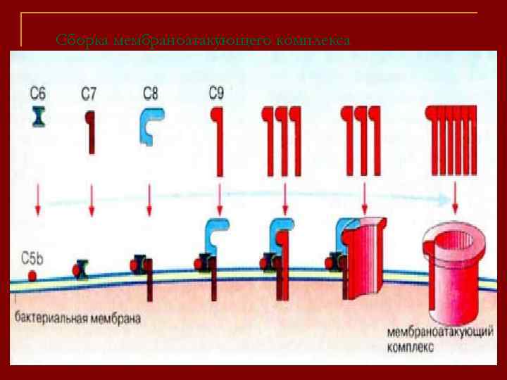 Схема мембраноатакующего комплекса