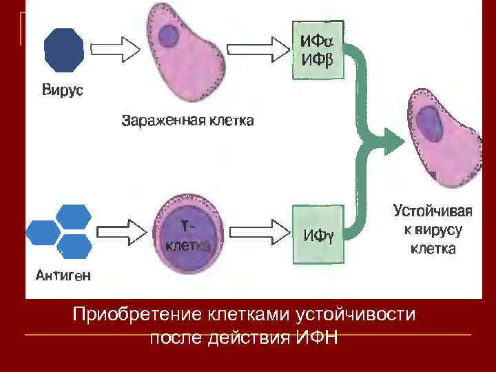 Приобретение клетками устойчивости после действия ИФН 