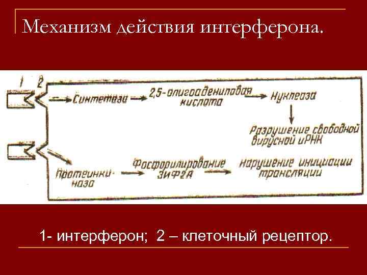 Механизм действия интерферона. 1 - интерферон; 2 – клеточный рецептор. 