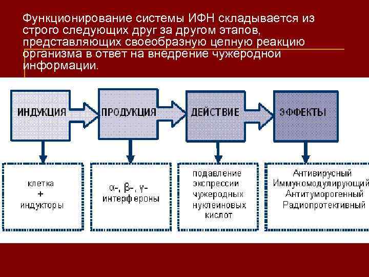 Функционирование системы ИФН складывается из строго следующих друг за другом этапов, представляющих своеобразную цепную