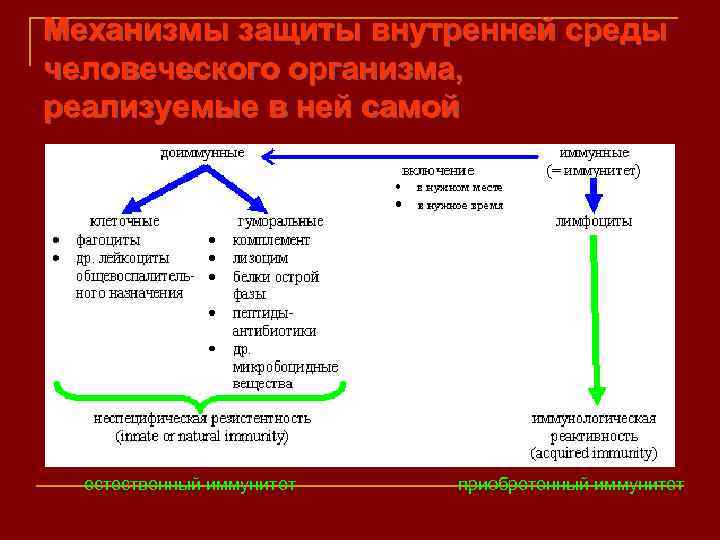 Механизмы защиты внутренней среды человеческого организма, реализуемые в ней самой естественный иммунитет приобретенный иммунитет