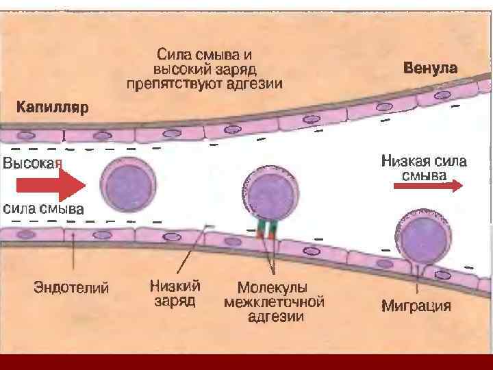 Примеры миграции клеток. Схема миграции лейкоцитов в очаг воспаления. Этапы миграции лейкоцитов из сосудистого русла. Механизмы эмиграции лейкоцитов в очаг воспаления. Эмиграция лейкоцитов в очаг воспаления.