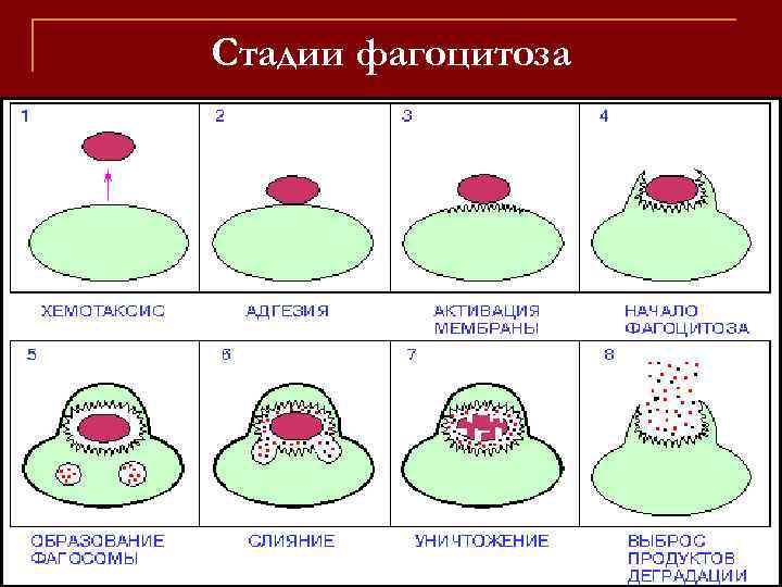 Фазы фагоцитоза схема