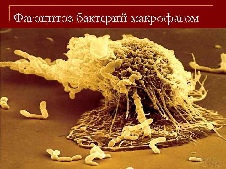Фагоцитоз бактерий макрофагом 
