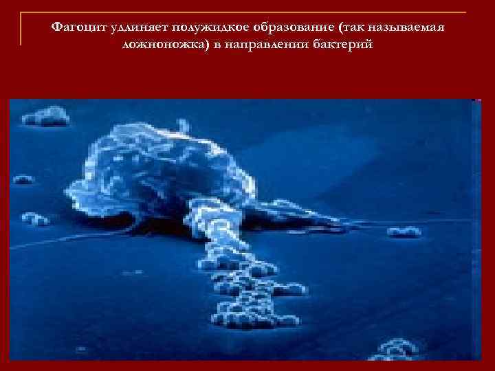 Фагоцит удлиняет полужидкое образование (так называемая ложноножка) в направлении бактерий 