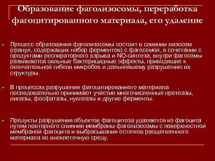 Образование фаголизосомы, переработка фагоцитированного материала, его удаление Процесс образования фаголизосомы состоит в слиянии лизосом
