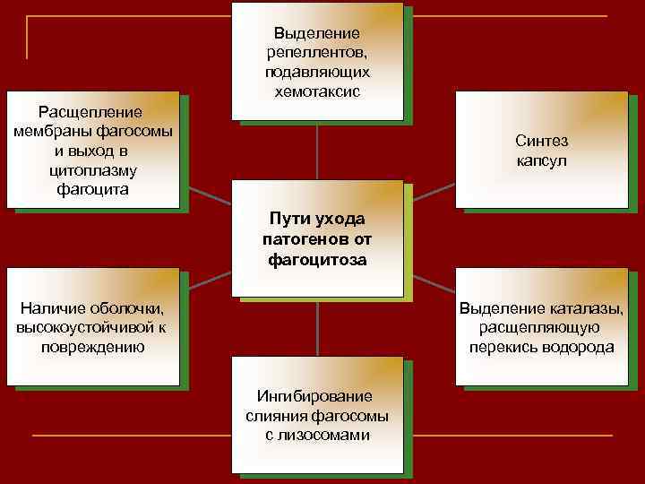Выделение репеллентов, подавляющих хемотаксис Расщепление мембраны фагосомы и выход в цитоплазму фагоцита Синтез капсул