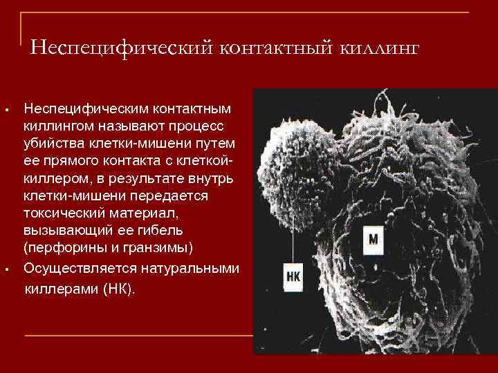 Неспецифический контактный киллинг Неспецифическим контактным киллингом называют процесс убийства клетки-мишени путем ее прямого контакта