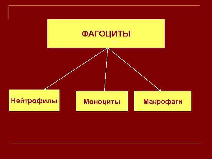 ФАГОЦИТЫ Нейтрофилы Моноциты Макрофаги 