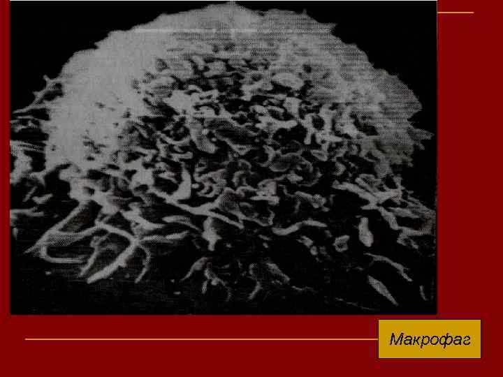Макрофаг 