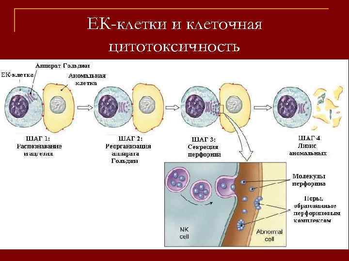ЕК-клетки и клеточная цитотоксичность 