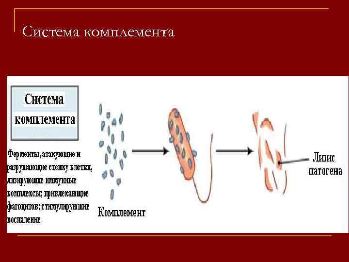Система комплемента 