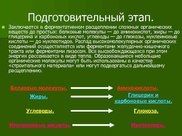 Подготовительный этап. n Заключается в ферментативном расщеплении сложных органических веществ до простых: белковые молекулы