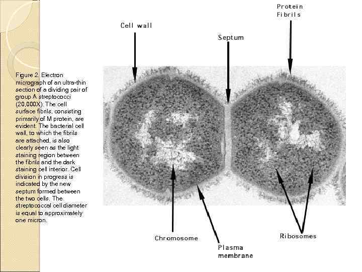 Figure 2. Electron micrograph of an ultra-thin section of a dividing pair of group