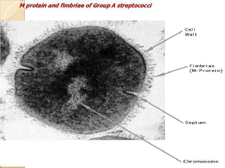 M protein and fimbriae of Group A streptococci 