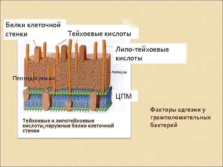 Белки клеточной Тейхоевые кислоты стенки Липо-тейхоевые кислоты Пептидогликан ЦПМ Тейхоевые и липотейхоевые кислоты, наружные