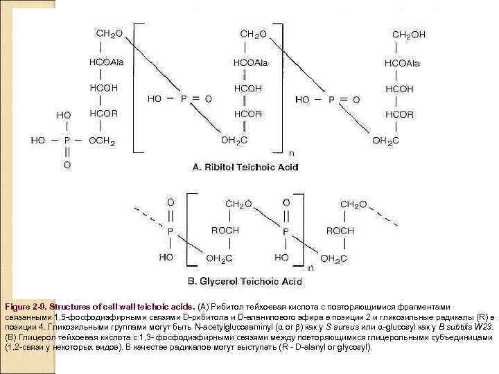 Figure 2 -9. Structures of cell wall teichoic acids. (A) Рибитол тейхоевая кислота с