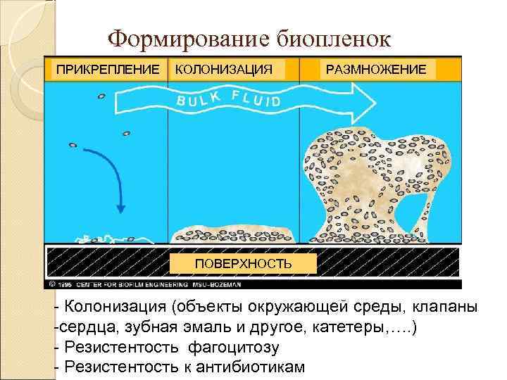Формирование биопленок ПРИКРЕПЛЕНИЕ КОЛОНИЗАЦИЯ РАЗМНОЖЕНИЕ ПОВЕРХНОСТЬ - Колонизация (объекты окружающей среды, клапаны -сердца, зубная