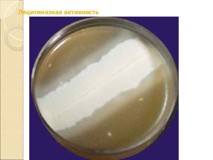 Лецитиназная активность 