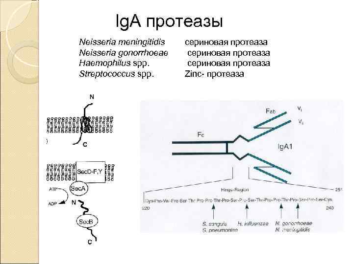 Ig. A протеазы Neisseria meningitidis Neisseria gonorrhoeae Haemophilus spp. Streptococcus spp. сериновая протеаза Zinc-