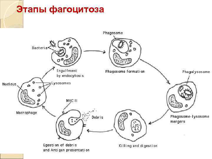 Фазы фагоцитоза схема