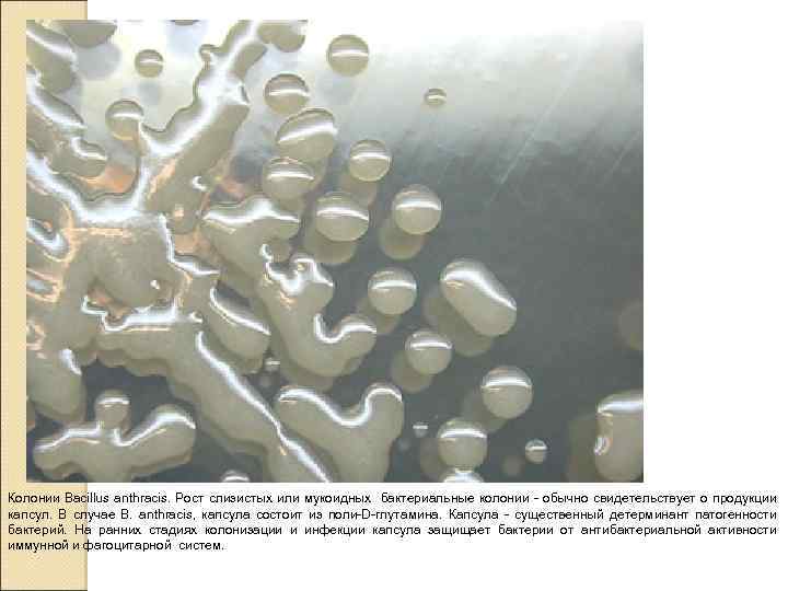 Колонии Bacillus anthracis. Рост слизистых или мукоидных бактериальные колонии - обычно свидетельствует о продукции