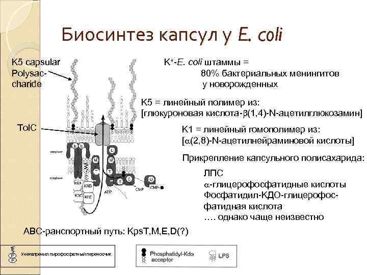 Биосинтез капсул у E. coli K 5 capsular Polysaccharide K+-E. coli штаммы = 80%