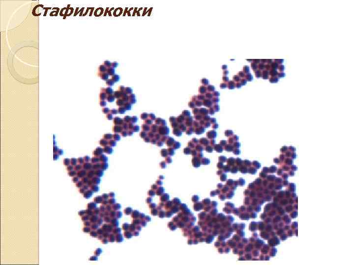 Стафилококки 