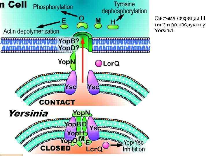 Система секреции III типа и ее продукты у Yersinia. 
