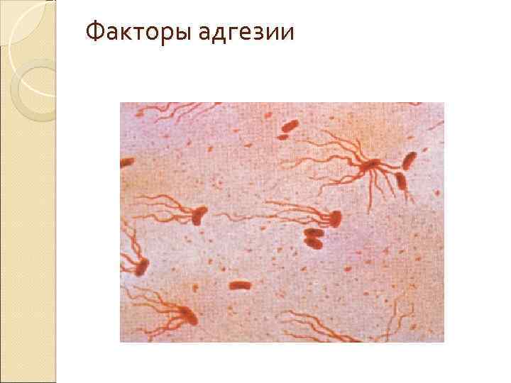Факторы адгезии 