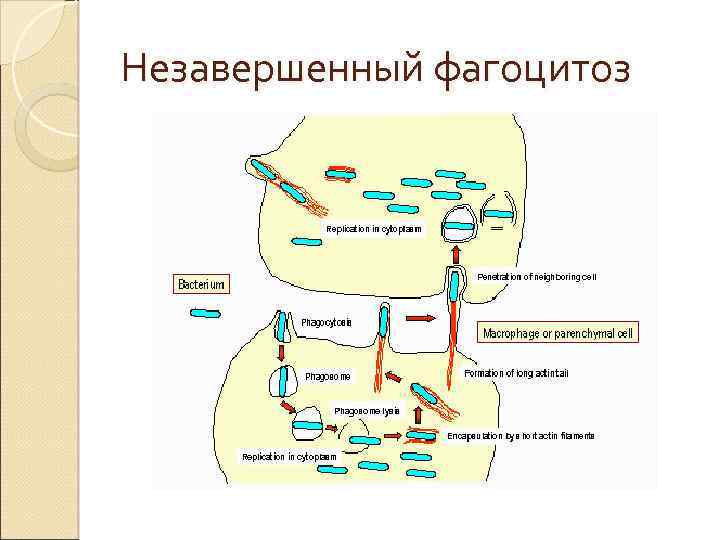 Незавершенный фагоцитоз 