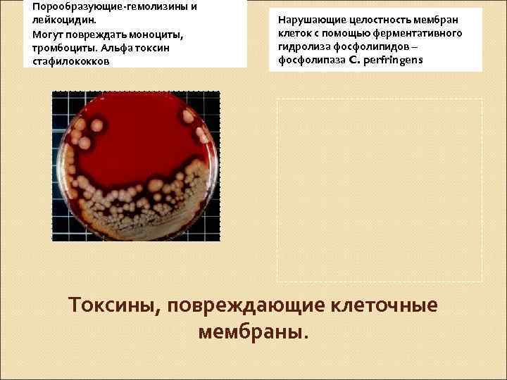 Порообразующие-гемолизины и лейкоцидин. Могут повреждать моноциты, тромбоциты. Альфа токсин стафилококков Нарушающие целостность мембран клеток