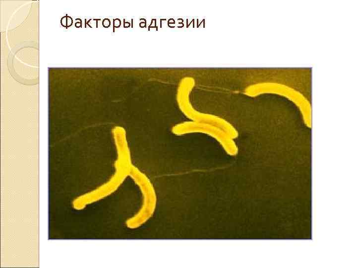 Факторы адгезии 