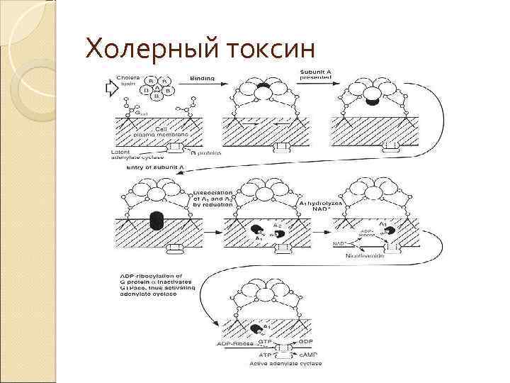 Холерный токсин 