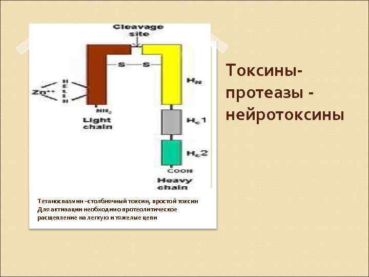 Токсиныпротеазы нейротоксины Тетаноспазмин –столбнячный токсин, простой токсин Для активации необходимо протеолитическое расщепление на легкую