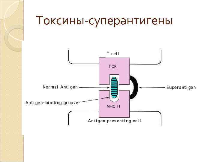 Токсины-суперантигены 