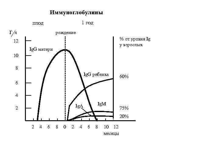 Иммуноглобулины 1 год плод Г л рождение % от уровня Ig у взрослых 12