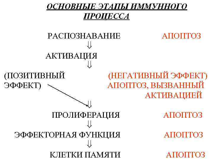  ОСНОВНЫЕ ЭТАПЫ ИММУННОГО ПРОЦЕССА РАСПОЗНАВАНИЕ АПОПТОЗ АКТИВАЦИЯ (ПОЗИТИВНЫЙ (НЕГАТИВНЫЙ ЭФФЕКТ) АПОПТОЗ, ВЫЗВАННЫЙ АКТИВАЦИЕЙ