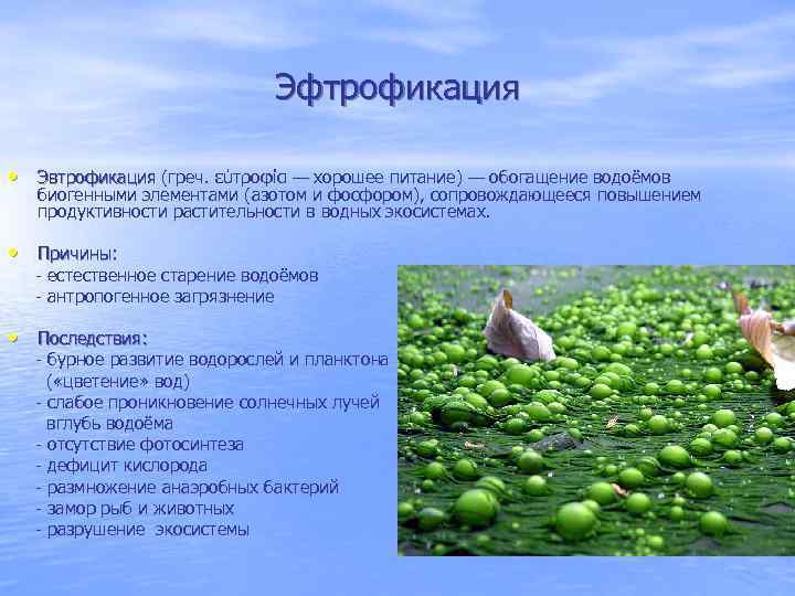 На рисунке показано цветение воды в озере байкал установите последовательность процессов