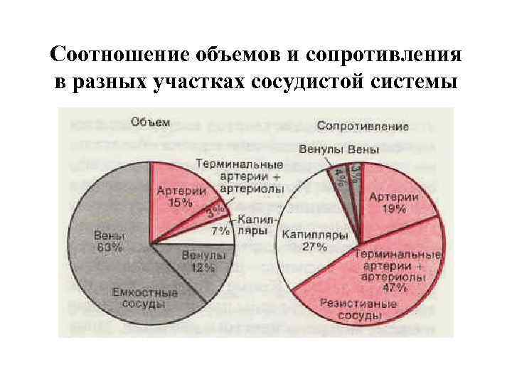 Соотношение объемов и сопротивления в разных участках сосудистой системы 