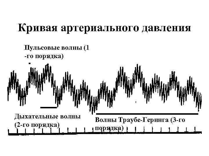 Кривая артериального давления Пульсовые волны (1 -го порядка) Дыхательные волны (2 -го порядка) Волны
