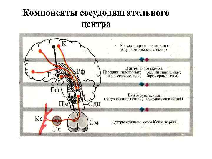 Компоненты сосудодвигательного центра 