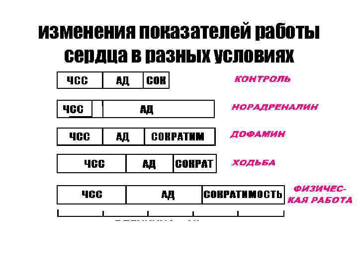 изменения показателей работы сердца в разных условиях 