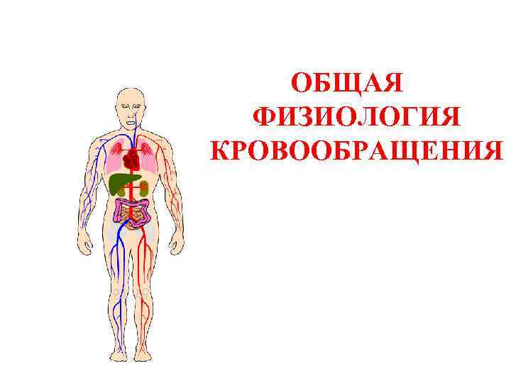 ОБЩАЯ ФИЗИОЛОГИЯ КРОВООБРАЩЕНИЯ 